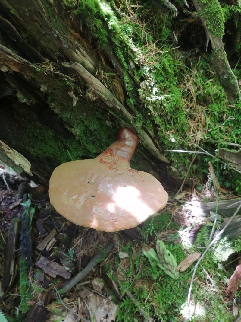 长白山野生灵芝都是今年的新货，支持线上保障交易
