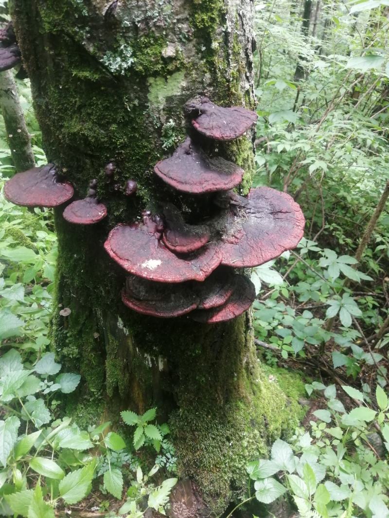 长白山野生灵芝都是今年的新货，支持线上保障交易