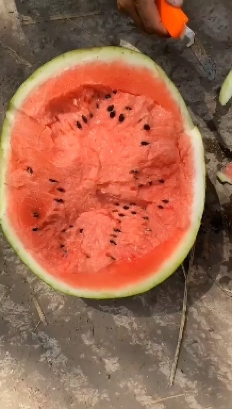 云南西双版纳西瓜，一手货源，包熟包甜，可视频看货