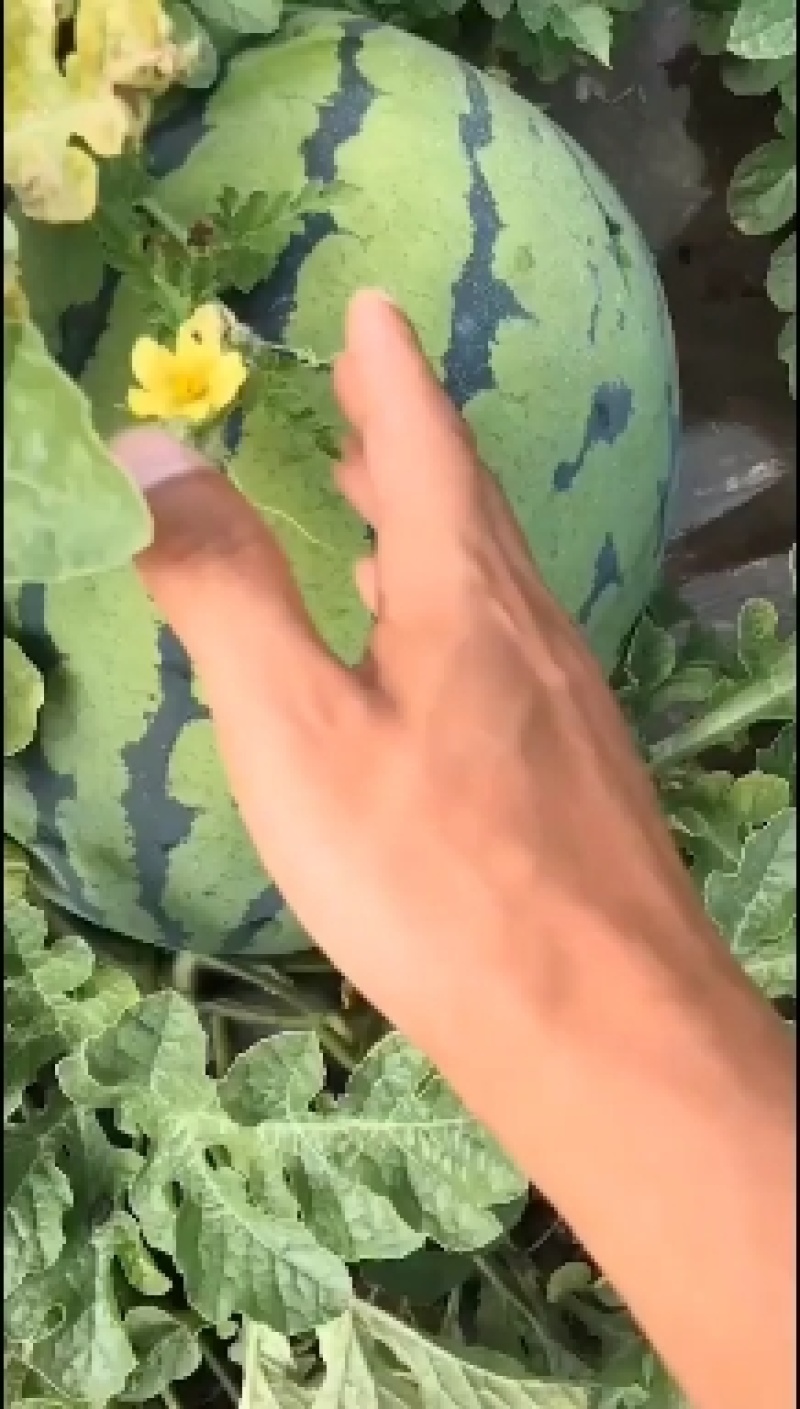 云南西双版纳西瓜，一手货源，包熟包甜，可视频看货