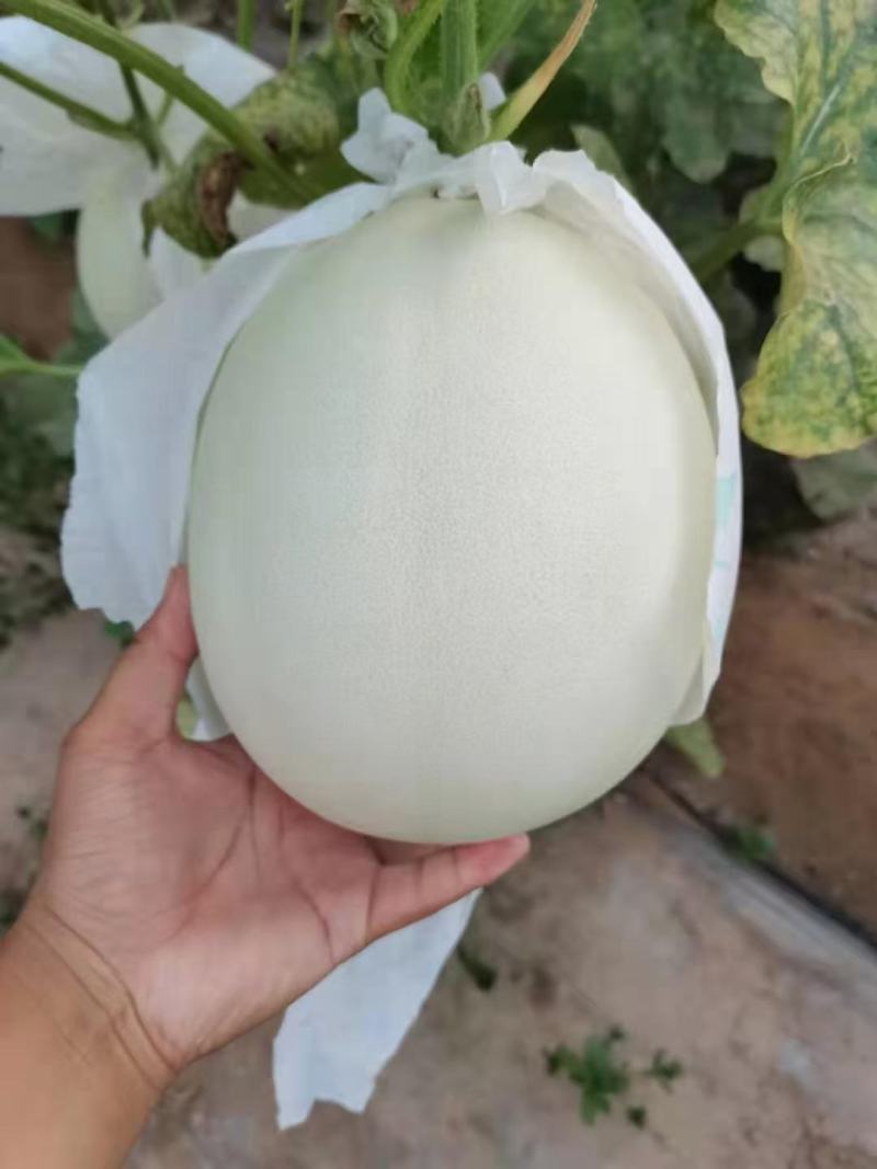 河北甜瓜玉菇，口感特甜，诚信代发电商批发商，质量杠杠的