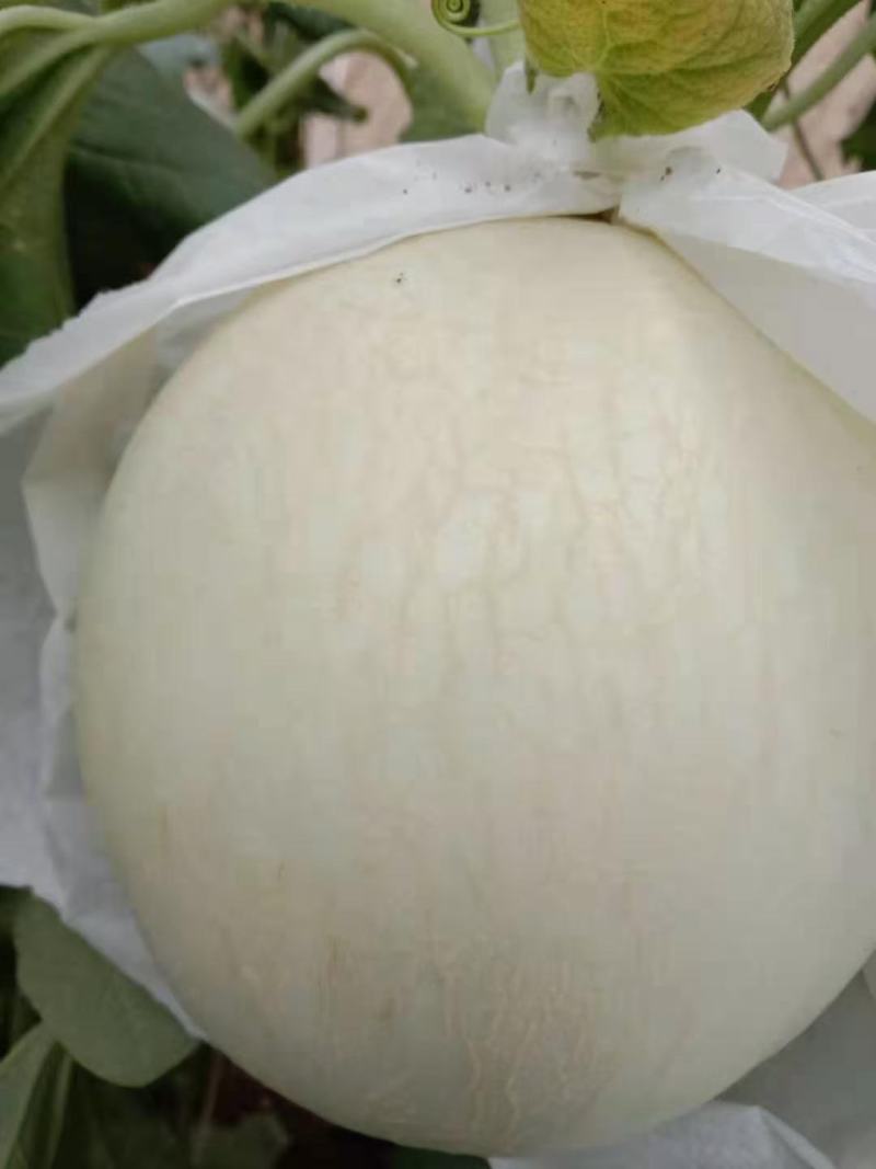 河北甜瓜玉菇，口感特甜，诚信代发电商批发商，质量杠杠的
