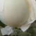 河北甜瓜玉菇，口感特甜，诚信代发电商批发商，质量杠杠的
