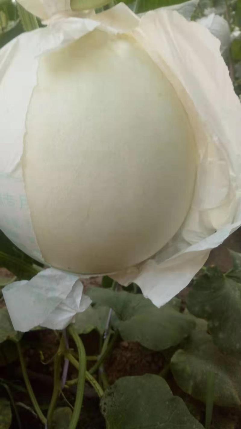 河北甜瓜玉菇，口感特甜，诚信代发电商批发商，质量杠杠的