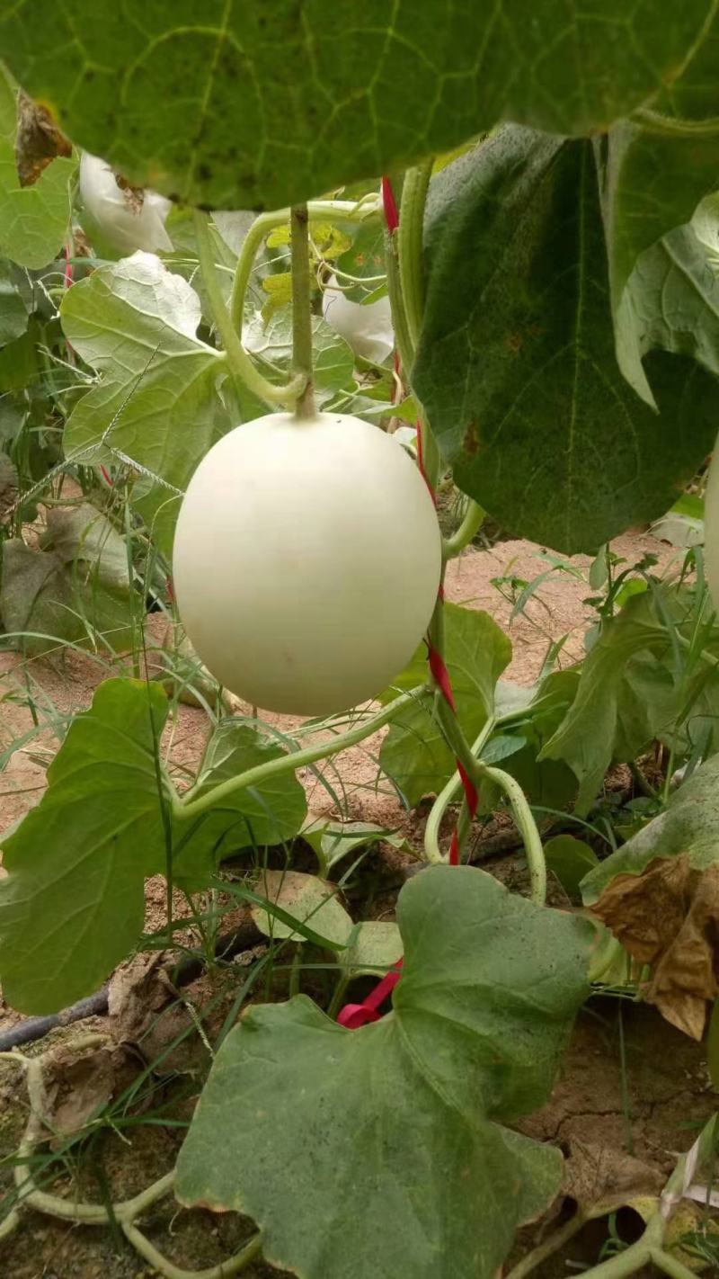 河北甜瓜玉菇，口感特甜，诚信代发电商批发商，质量杠杠的