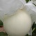 河北甜瓜玉菇，口感特甜，诚信代发电商批发商，质量杠杠的