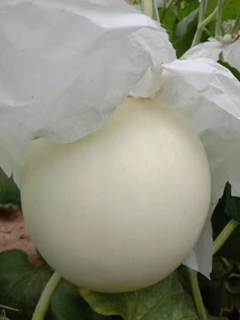 河北甜瓜玉菇，口感特甜，诚信代发电商批发商，质量杠杠的