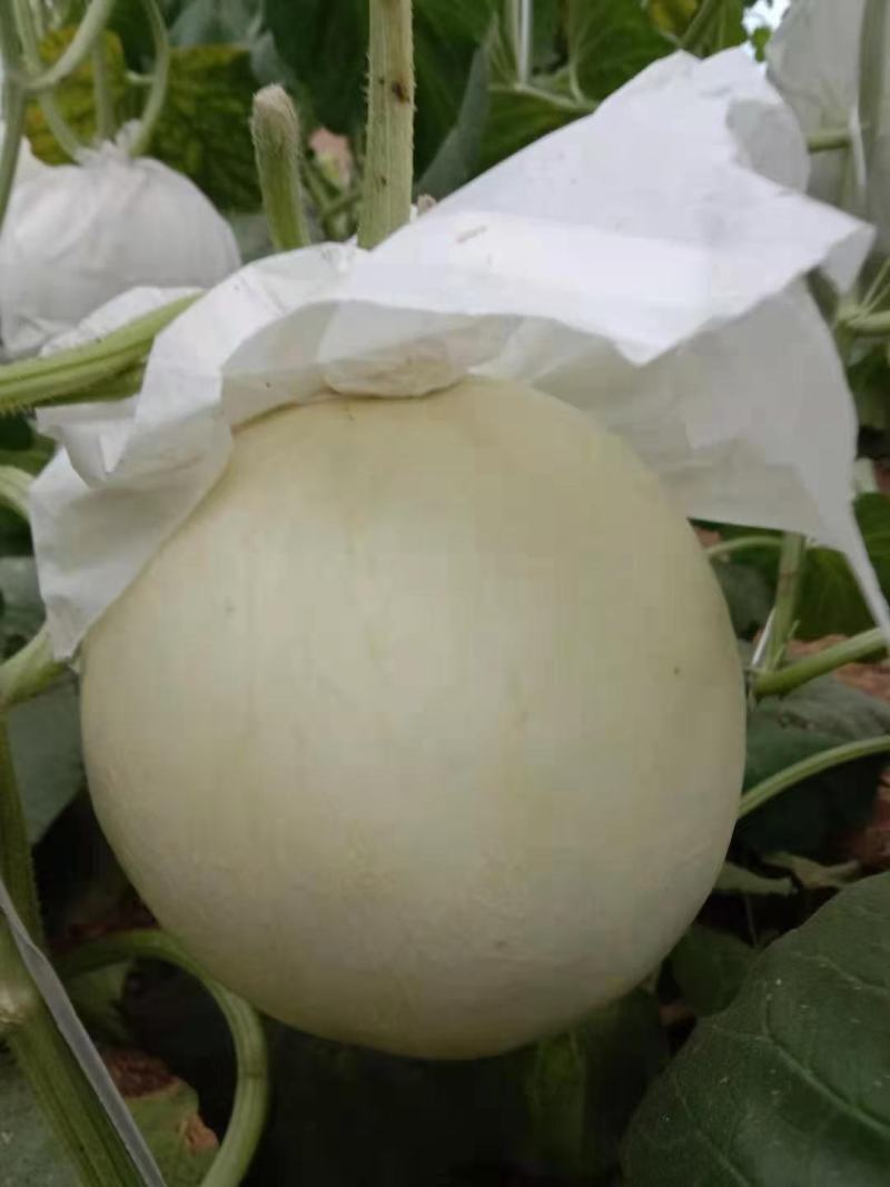 河北甜瓜玉菇，口感特甜，诚信代发电商批发商，质量杠杠的