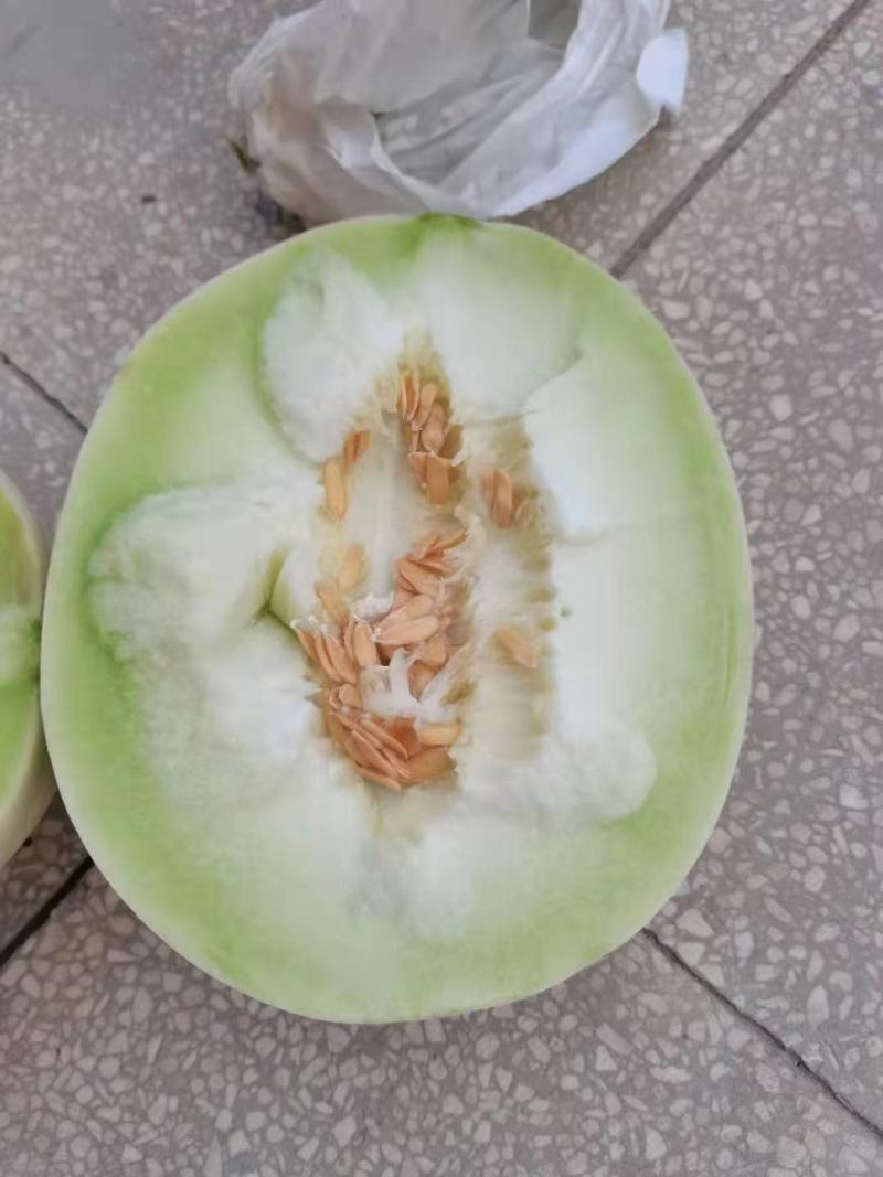河北甜瓜玉菇，口感特甜，诚信代发电商批发商，质量杠杠的