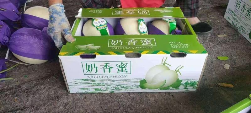 河北甜瓜玉菇，口感特甜，诚信代发电商批发商，质量杠杠的