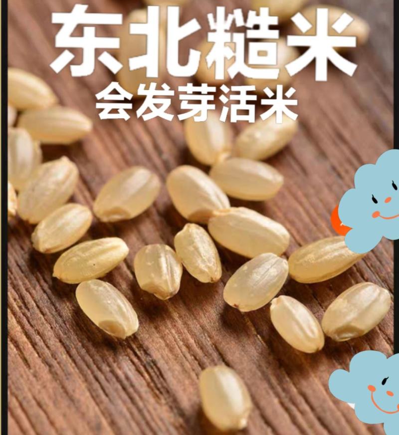 糙米东北糙米会发芽的活米熬粥糙米饱腹米包邮