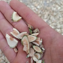 接骨木