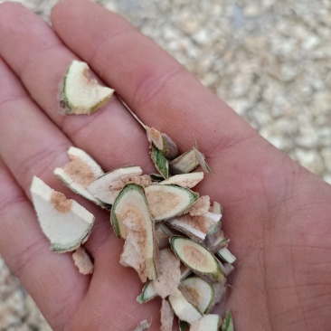 接骨木