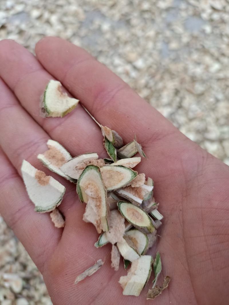 接骨木