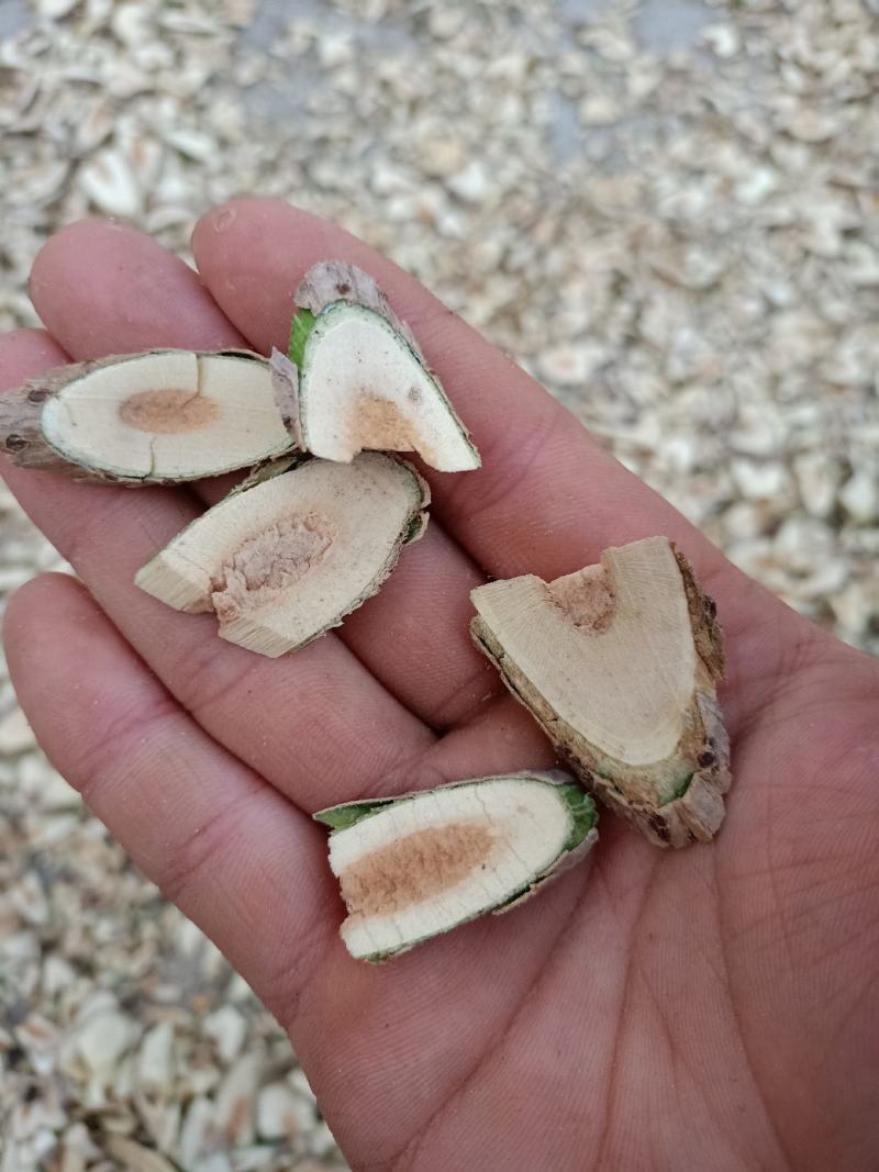 接骨木