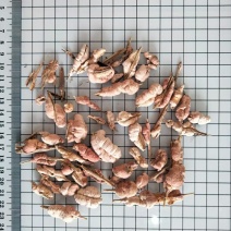 竹花冷背药材量大从优欢迎选购