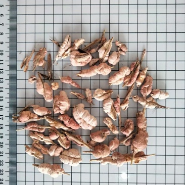竹花冷背药材量大从优欢迎选购