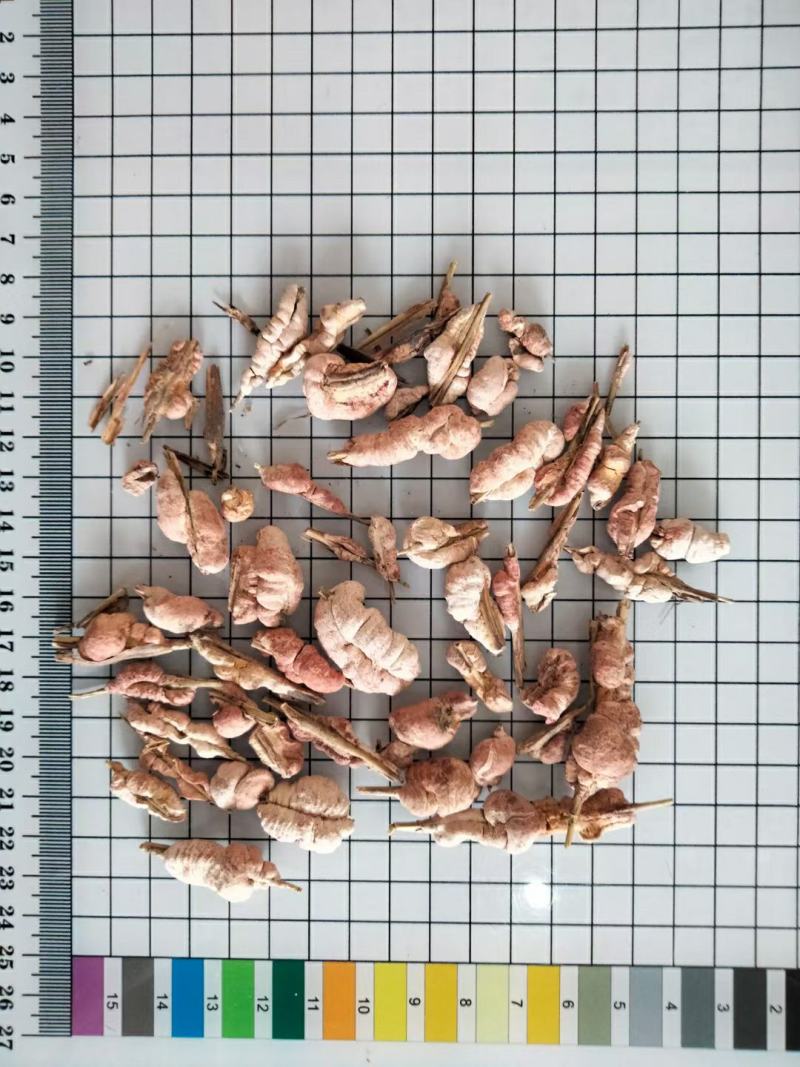 竹花冷背药材量大从优欢迎选购
