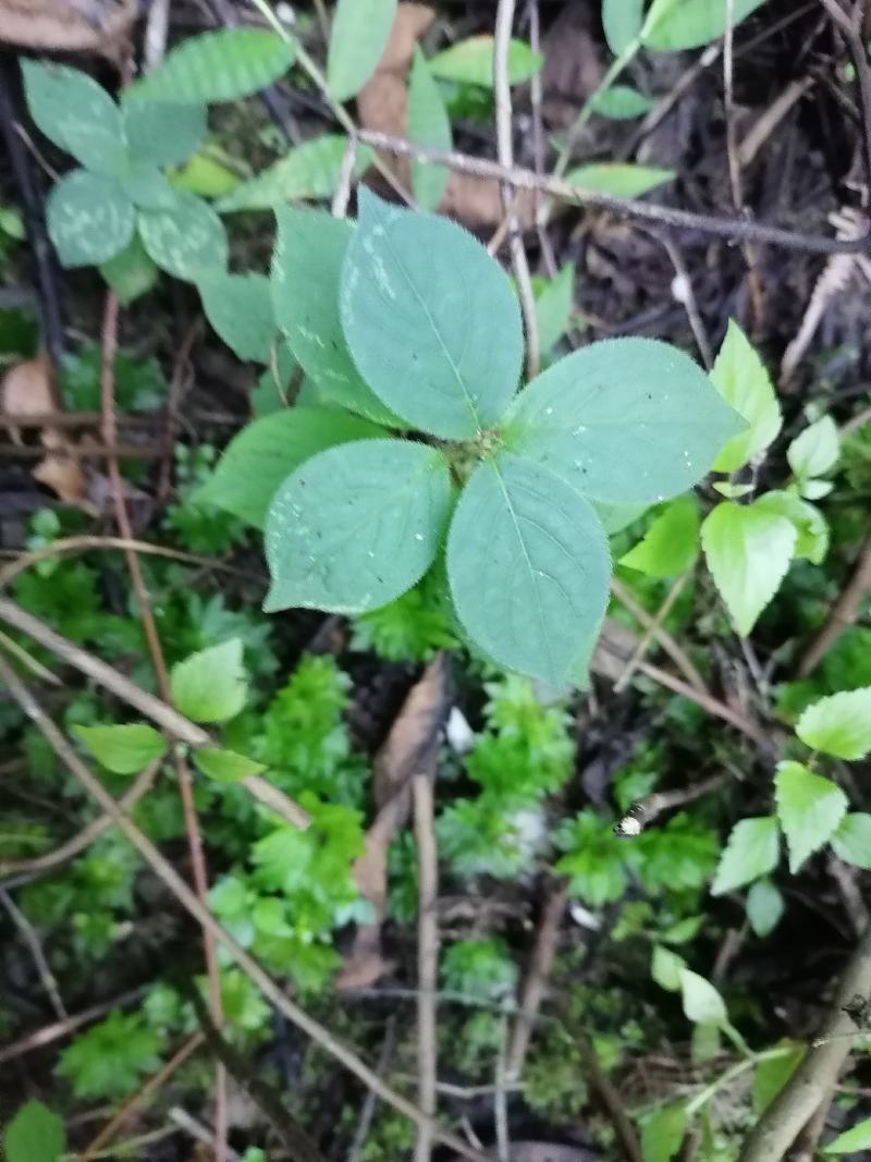 回心草。。鲜货。。优质。。干货。。自己采摘