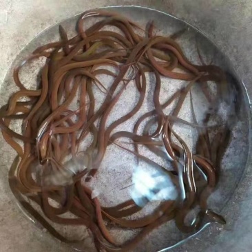 黄鳝苗