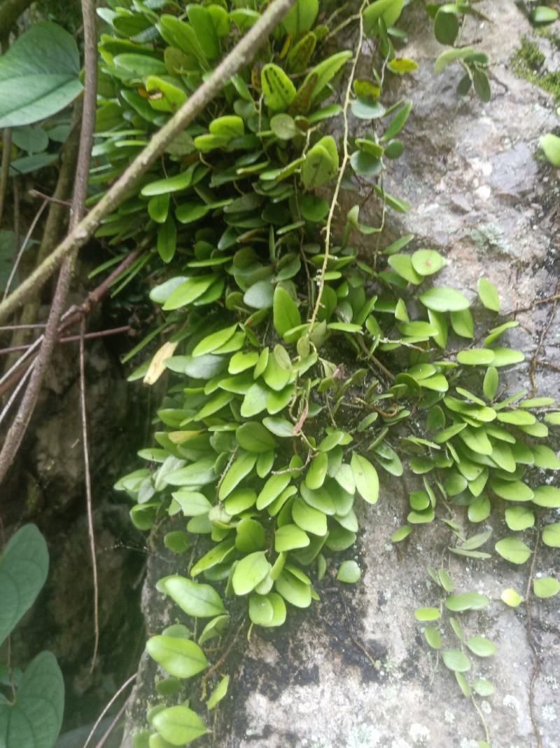 抱石莲