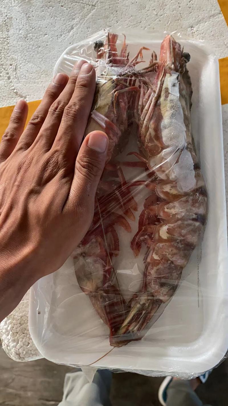 看看我们家得海捕大虎虾，个头多大，一盒两只，一只3量左右