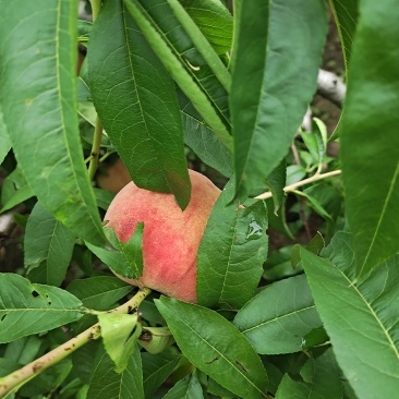 红桃