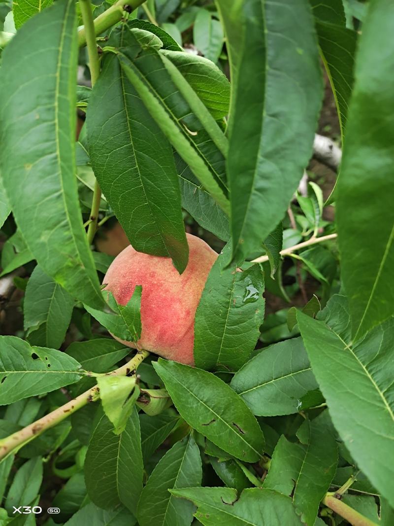 红桃