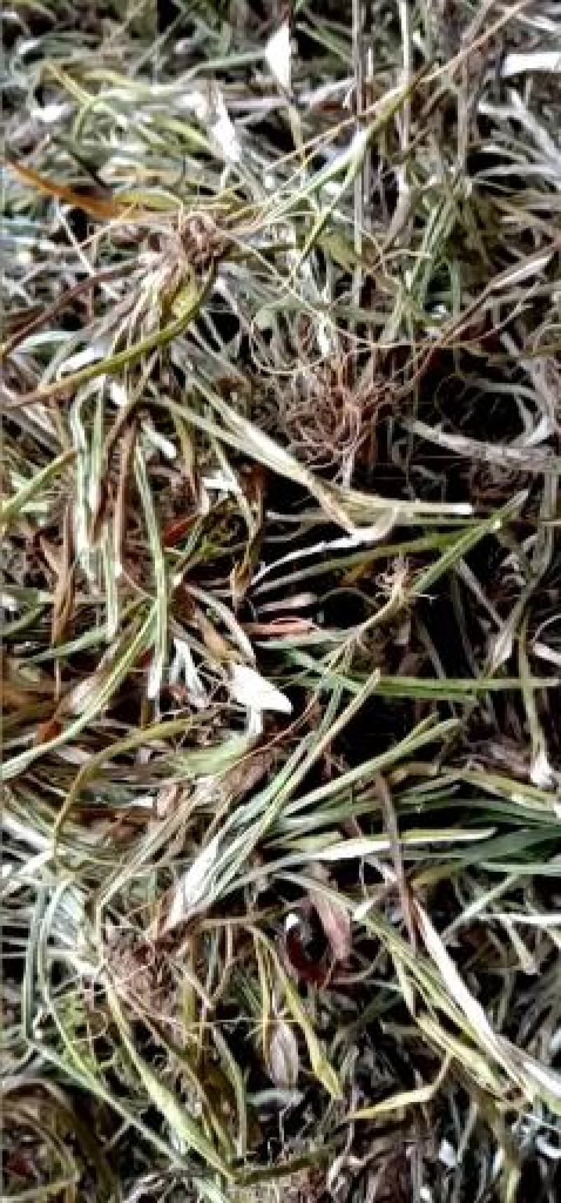 2023新天青地白草，翻白草，小火草野生一手货源欢迎订购