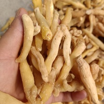 湖南邵阳特色靓丽玉竹头