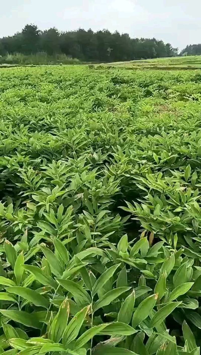 无硫玉竹片湖南邵阳甘甜清香特色湘玉竹片统货玉竹片特选玉竹
