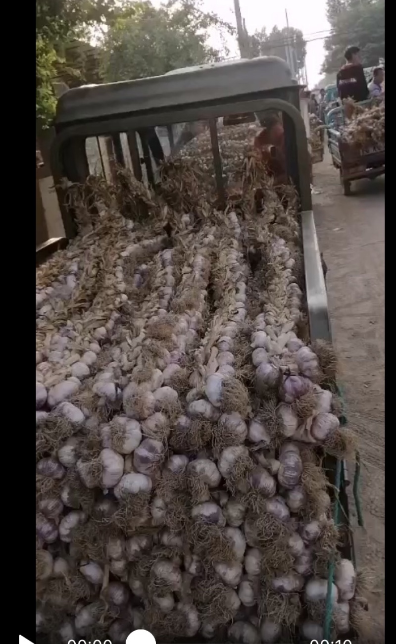 山东临清紫红皮辫子蒜