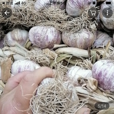 山东临清紫红皮辫子蒜