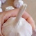 山东临清紫红皮辫子蒜