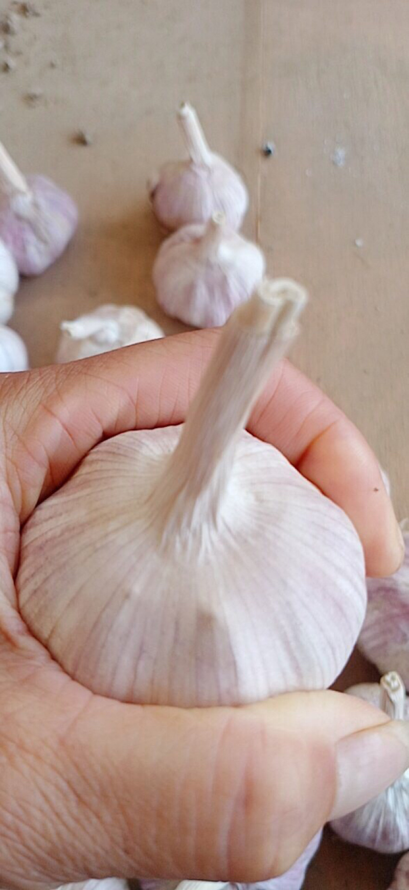 山东临清紫红皮辫子蒜