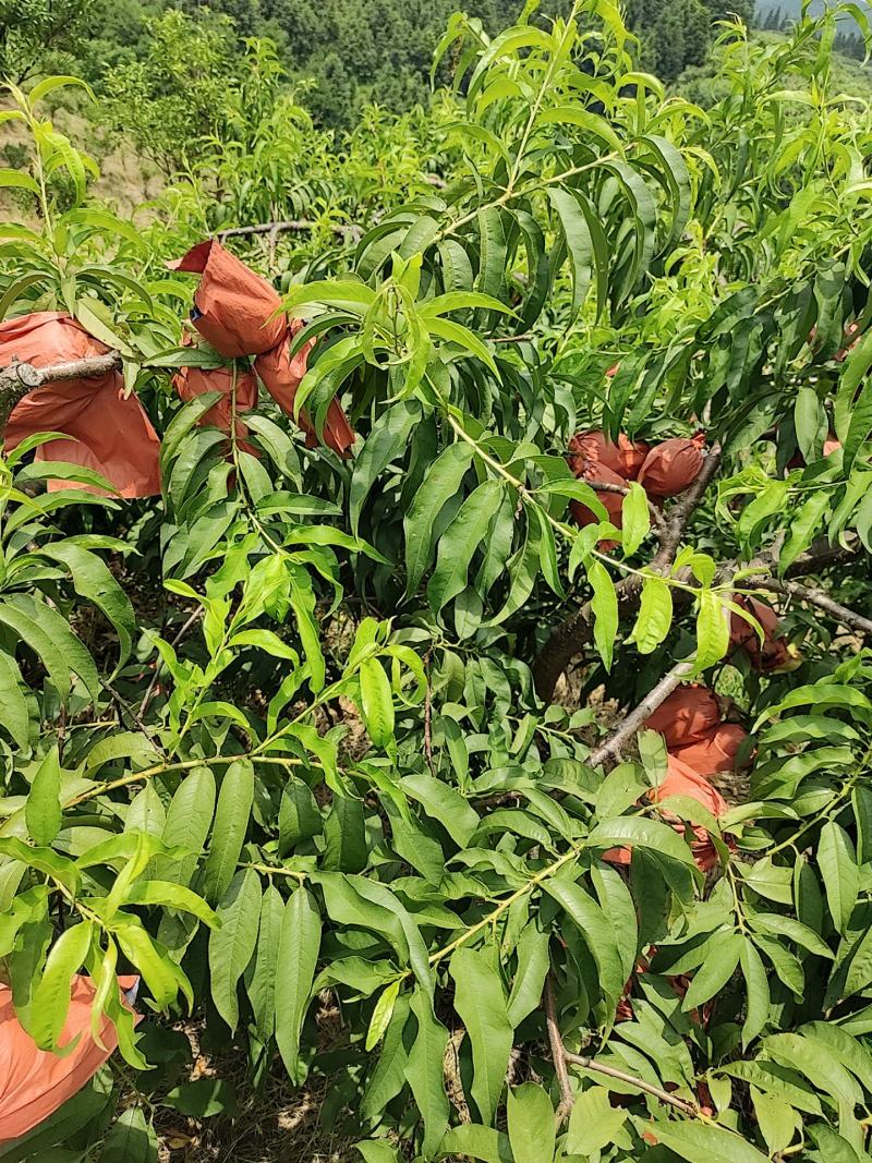 高山锦绣黄桃