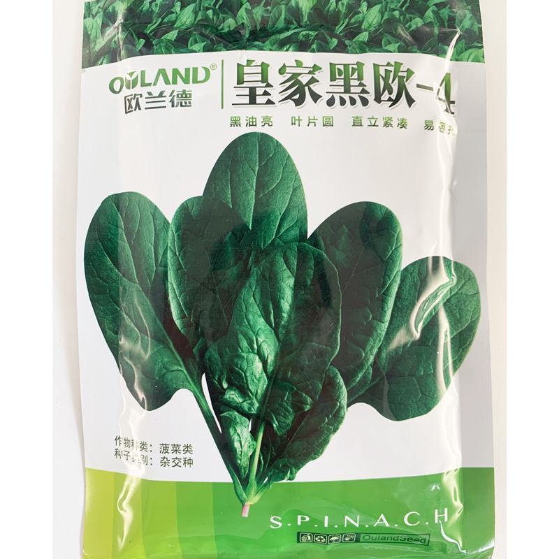 欧兰德皇家黑欧菠菜种子黑圆叶菠菜种抗病红根菠菜300克