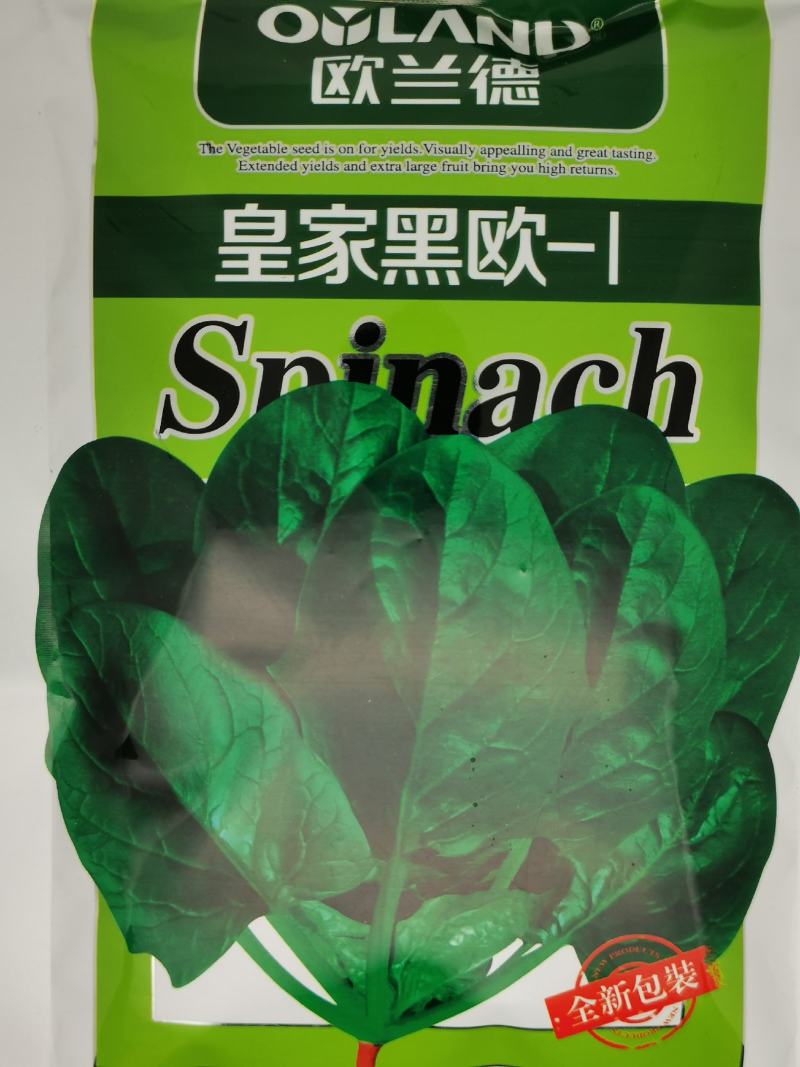 欧兰德皇家黑欧菠菜种子黑圆叶菠菜种抗病红根菠菜300克