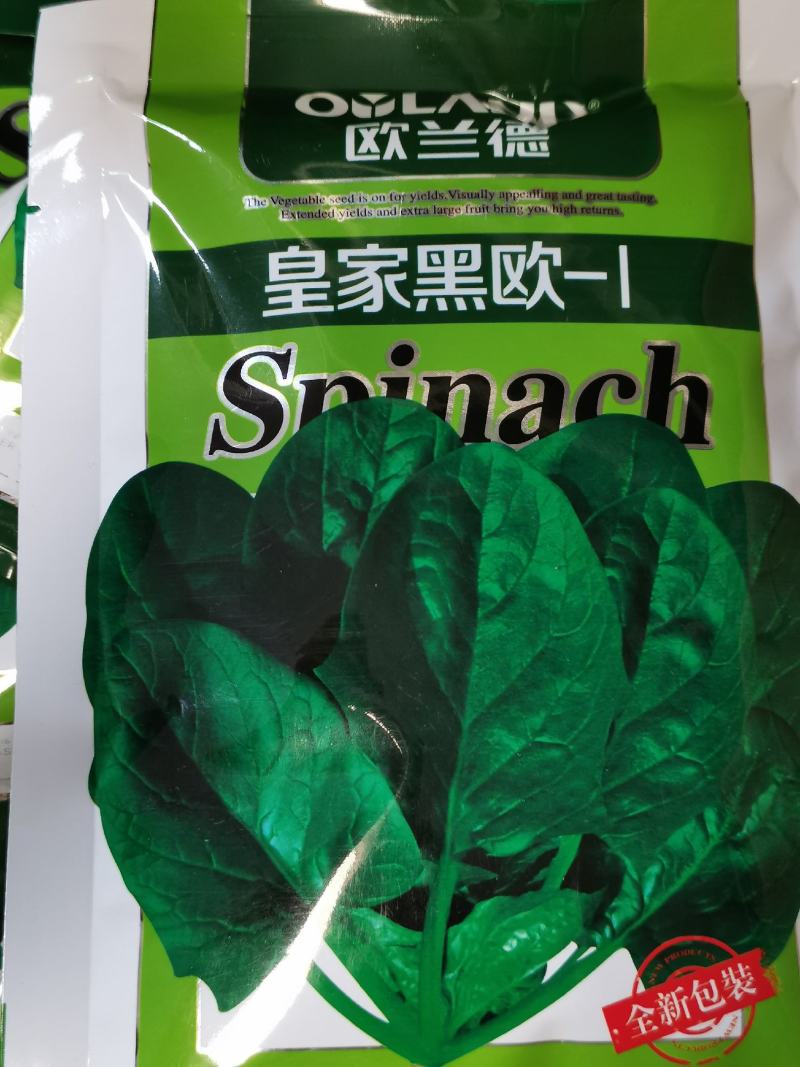 欧兰德皇家黑欧菠菜种子黑圆叶菠菜种抗病红根菠菜300克