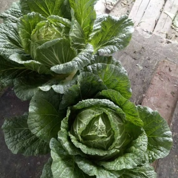 湖北长阳高山大白菜大量上市产地直供保质保量欢迎致电