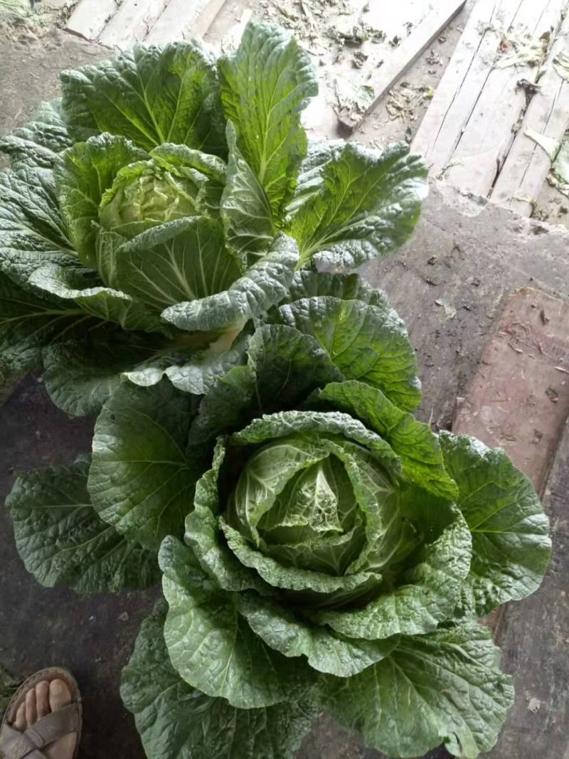 湖北长阳高山大白菜大量上市产地直供保质保量欢迎致电