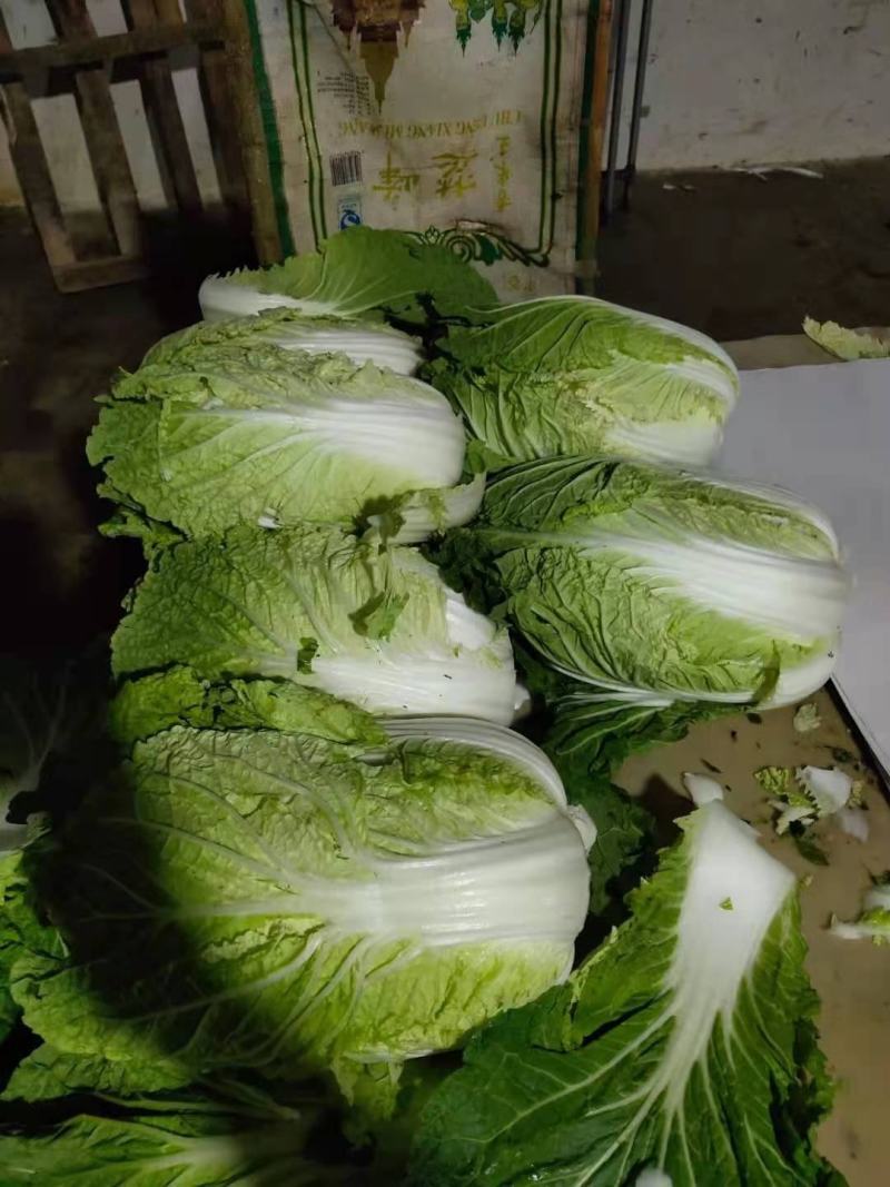 湖北长阳高山大白菜大量上市产地直供保质保量欢迎致电