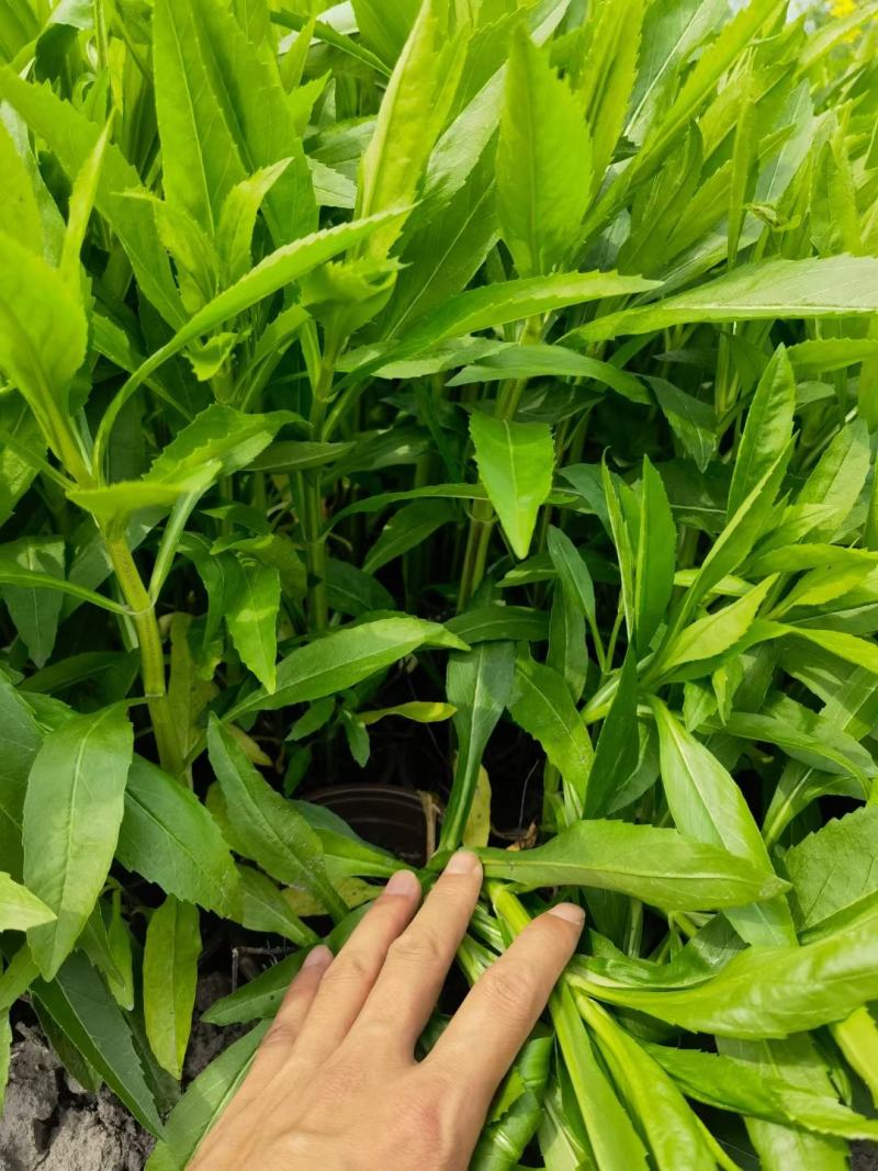 假龙头芝麻花