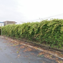 意大利络石、大花络石、风车茉莉网片