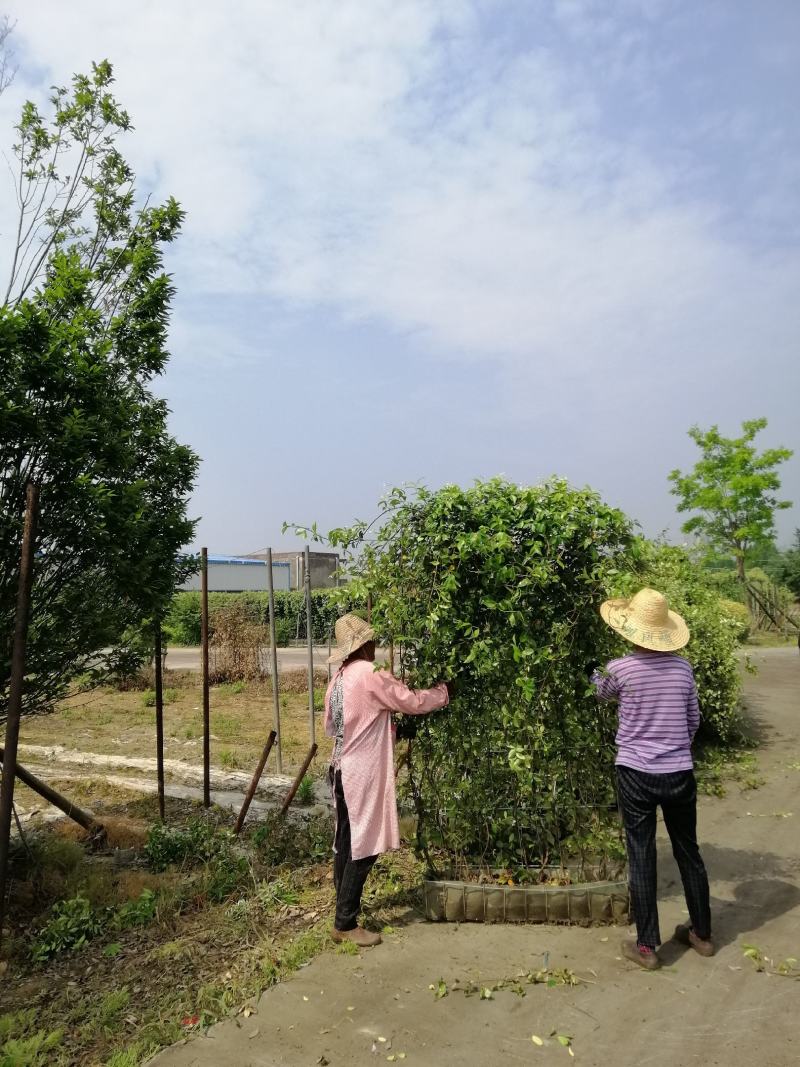 意大利络石、大花络石、风车茉莉网片