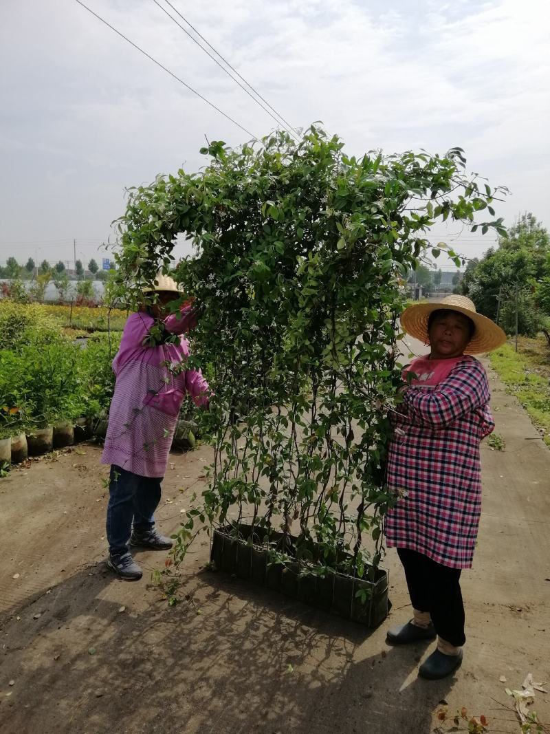 意大利络石、大花络石、风车茉莉网片