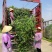意大利络石、大花络石、风车茉莉网片