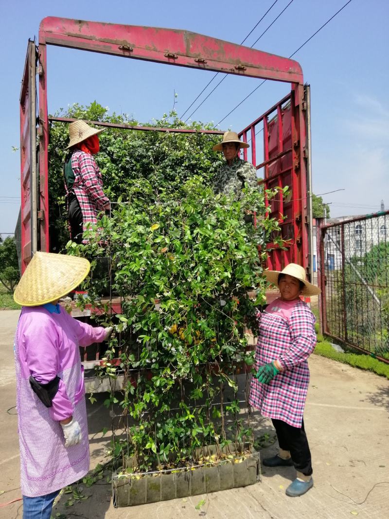 意大利络石、大花络石、风车茉莉网片