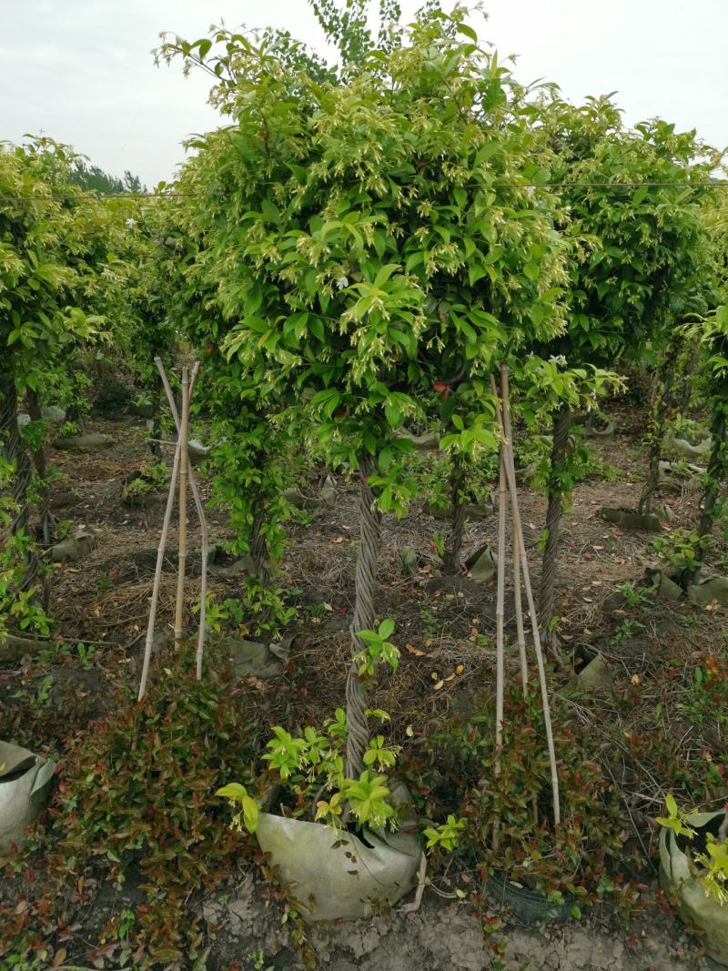意大利络石、大花络石、风车茉莉棒棒糖