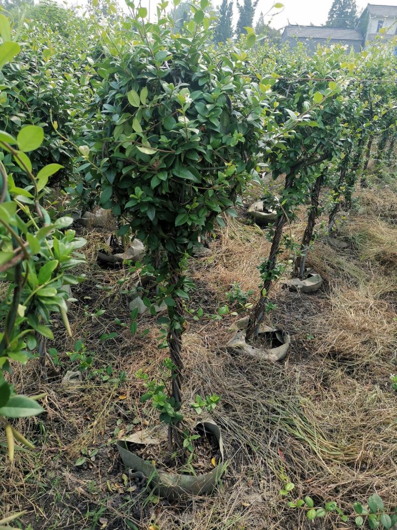 意大利络石、大花络石、风车茉莉棒棒糖